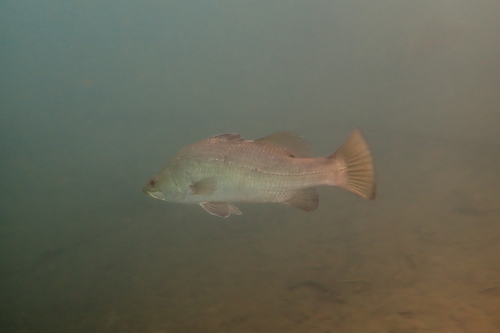 Barramundi