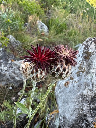 Centaurea calocephala, photograph 1