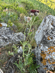 Centaurea calocephala, photograph (c) Jeff Clark, some rights reserved (CC BY)