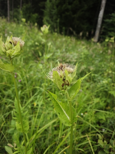 Cabbage Thistle