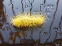 Calliteara horsfieldii