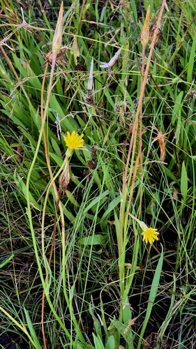 Scorzonera parviflora, photograph 3