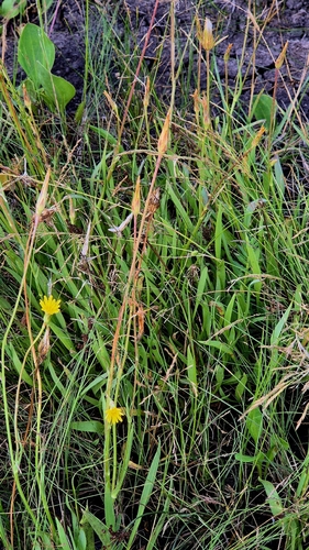 Scorzonera parviflora, photograph 4