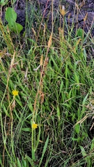 (c) Анна Митрошенкова, some rights reserved (CC BY) Scorzonera parviflora, photograph (c) Анна Митрошенкова, some rights reserved (CC BY)