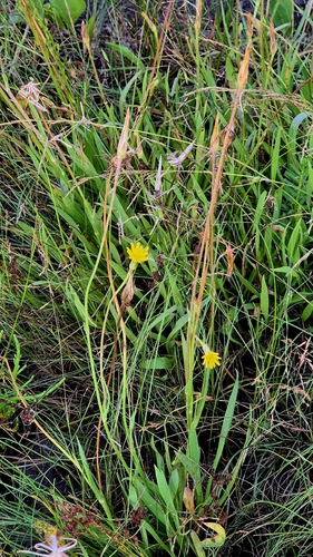 Scorzonera parviflora, photograph 5