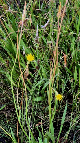 Scorzonera parviflora, photograph 6