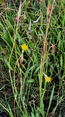 Scorzonera parviflora, photograph (c) Анна Митрошенкова, some rights reserved (CC BY)