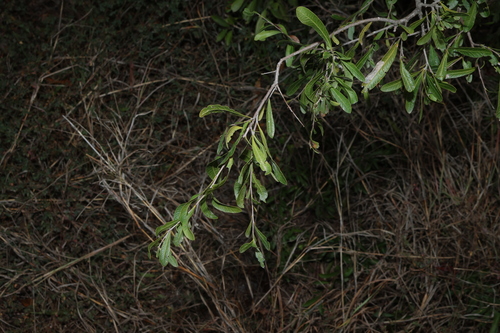 Alectryon diversifolius, photograph 6