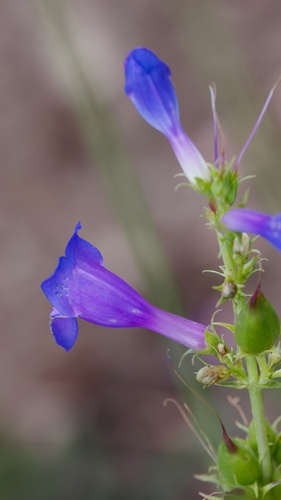 Penstemon cyananthus, photograph 6