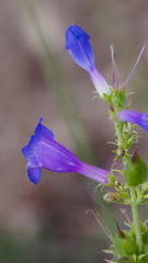Penstemon cyananthus, photograph (c) Daughter Dad, some rights reserved (CC BY)