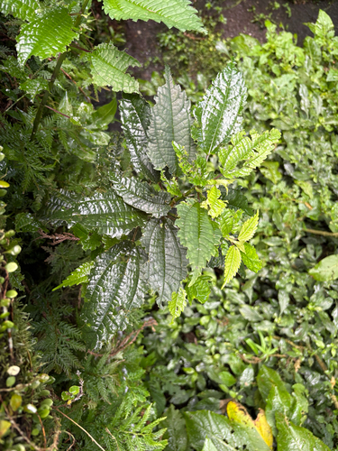 Pilea angulata, photograph 5