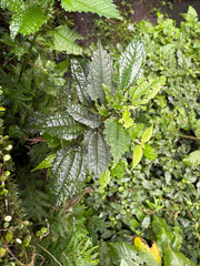 (c) 黃美滿, some rights reserved (CC BY) Pilea angulata, photograph (c) 黃美滿, some rights reserved (CC BY)