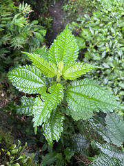 (c) 黃美滿, some rights reserved (CC BY) Pilea angulata, photograph (c) 黃美滿, some rights reserved (CC BY)