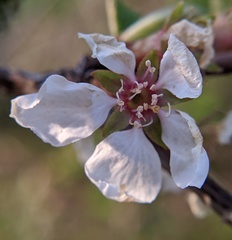 Prunus tomentosa