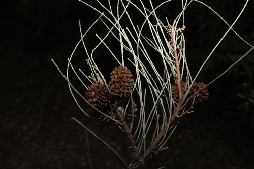 Casuarina cristata, photograph 2