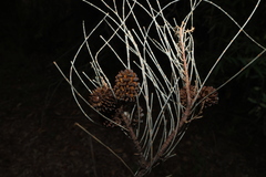 Casuarina cristata, photograph (c) Greg Tasney, some rights reserved (CC BY-SA)