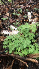 Dicentra cucullaria