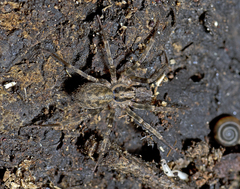 Austrotengella hackerae