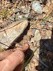 Githopsis specularioides