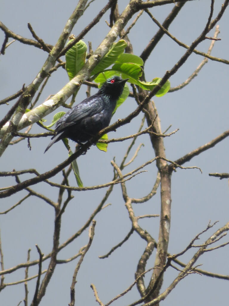 Perling kecil (Aplonis minor)