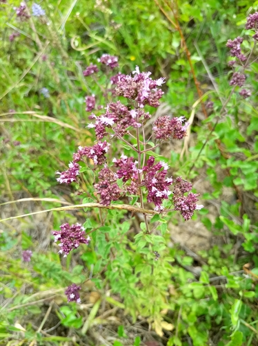 Oregano