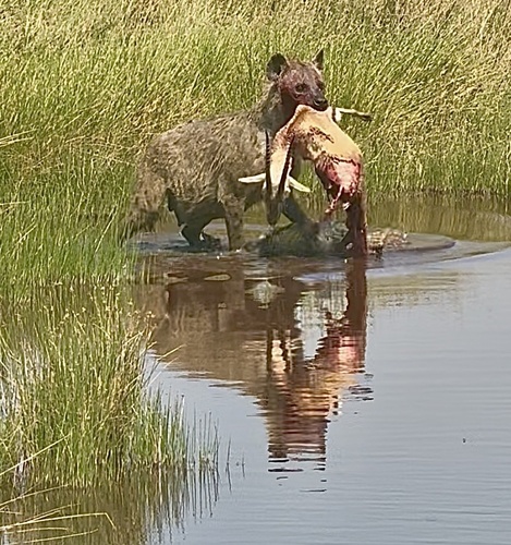 Spotted Hyena