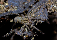 Austrotengella hackerae