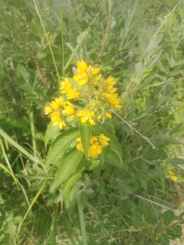 Yellow Loosestrife
