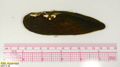 Lanceolaria acrorrhyncha