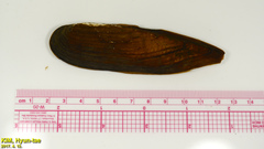 Lanceolaria acrorrhyncha