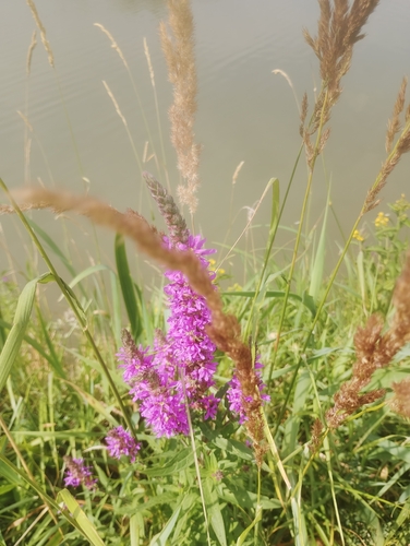 purple loosestrife