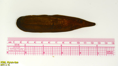 Lanceolaria acrorrhyncha