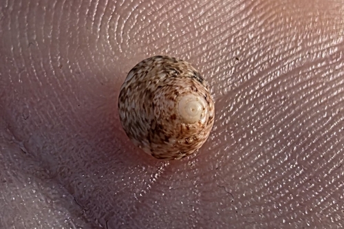 Gibbula philberti observed 2026-07-19