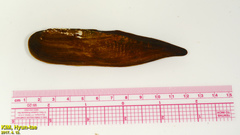Lanceolaria acrorrhyncha