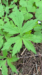 Hydrophyllum tenuipes