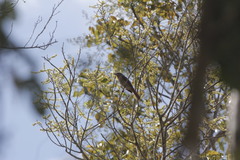 Piranga roseogularis