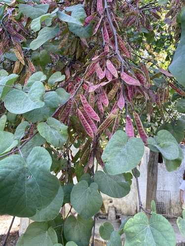 Judas-tree