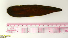 Lanceolaria acrorrhyncha