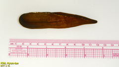 Lanceolaria acrorrhyncha