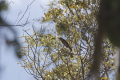 Piranga roseogularis