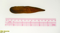 Lanceolaria acrorrhyncha
