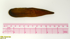 Lanceolaria acrorrhyncha