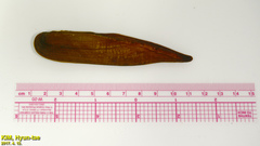 Lanceolaria acrorrhyncha