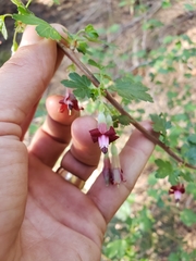 Ribes roezlii roezlii