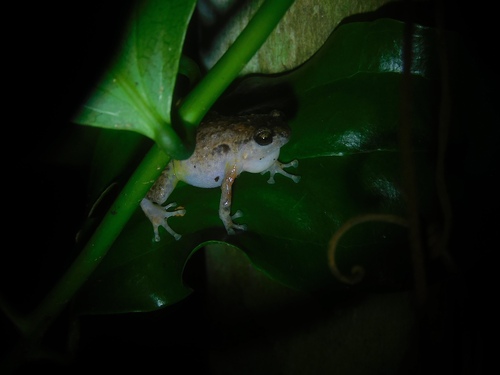 Northern Ornate Nursery Frog, Cophixalus ornatus