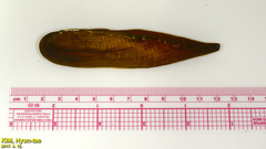 Lanceolaria acrorrhyncha
