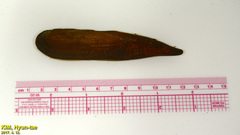 Lanceolaria acrorrhyncha