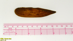 Lanceolaria acrorrhyncha