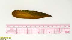 Lanceolaria acrorrhyncha