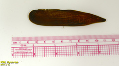 Lanceolaria acrorrhyncha